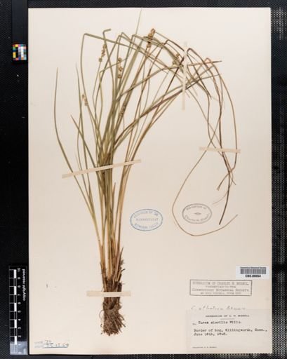 Carex sterilis