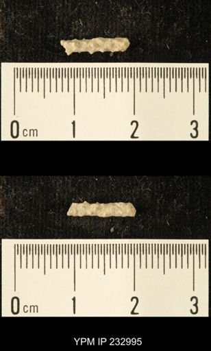 Archaeocidaris sp.