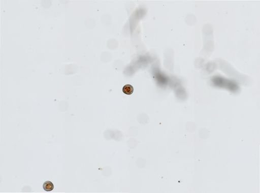 Crassostrea virginica