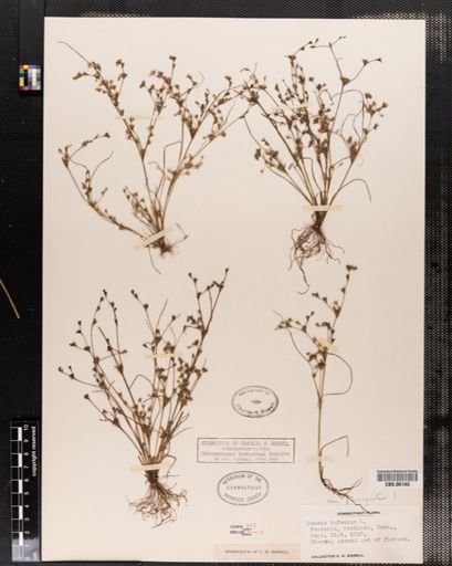 Plantae