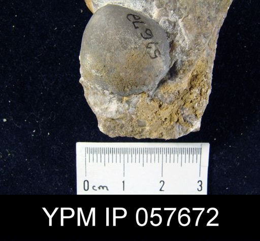 Gypidula coeymanensis
