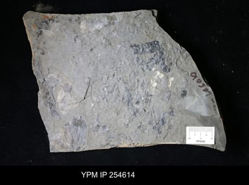 Eurypterida