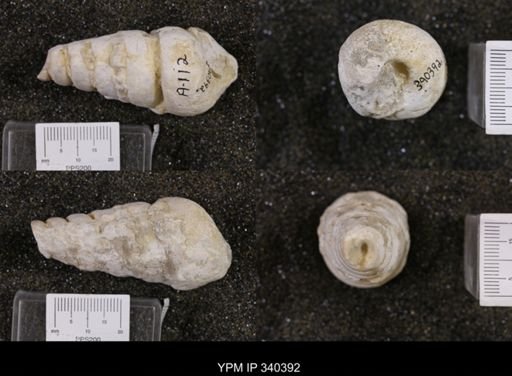 Cerithium bosquense