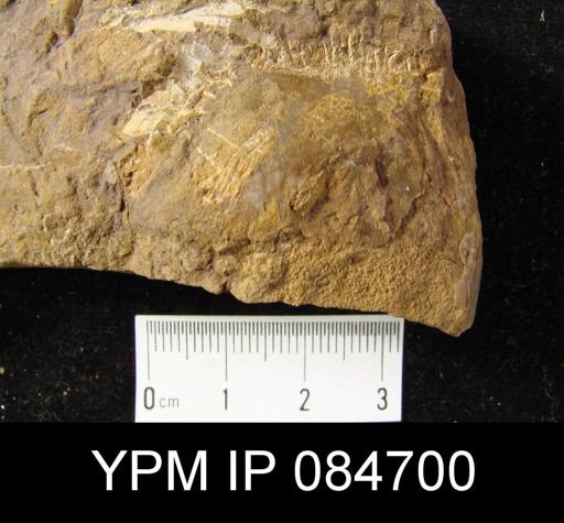 Rhytistrophia? marcilensis
