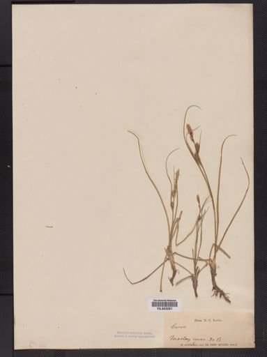 Carex