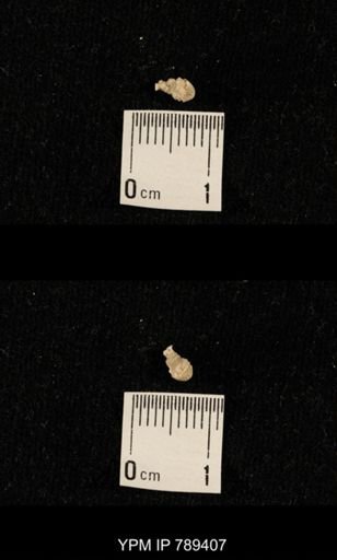 undet. Bryozoa