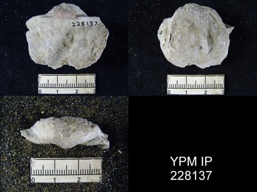 Dictyoclostus portlockianus var. crassicostatus