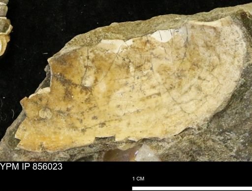 undet. Gastropoda