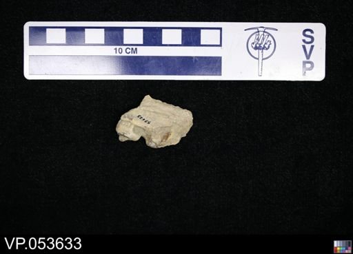 Mosasauridae