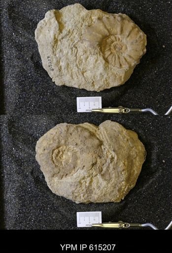 undet. Collignoniceratidae
