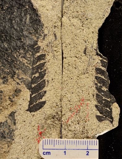 Cladophlebis sp.