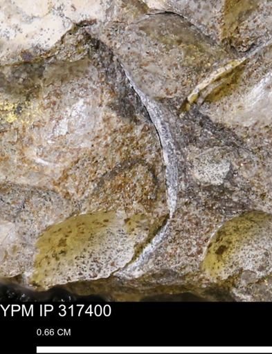undet. Mollusca