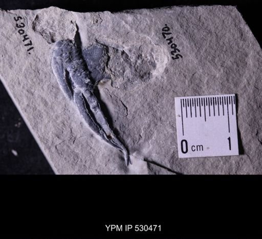 Castericystis vali