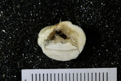 Pirgulia