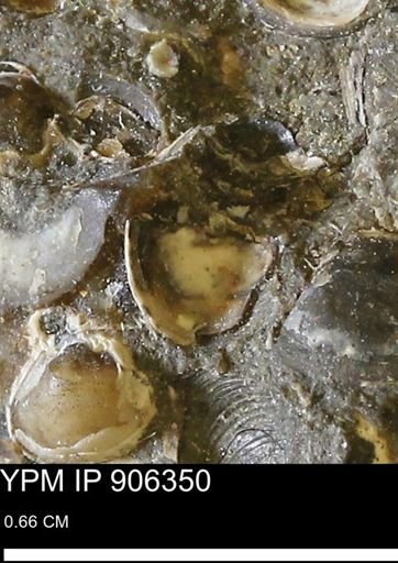 undet. Mollusca