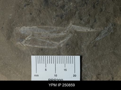 undet. Phyllocarida