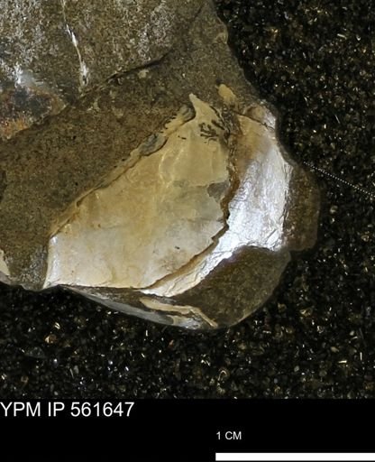 Pseudoptera?