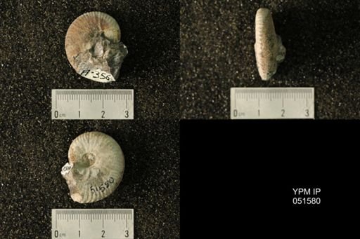Hoploscaphites nicolletii