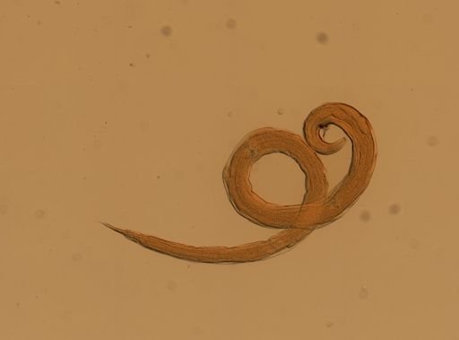 Rhabdias ranae