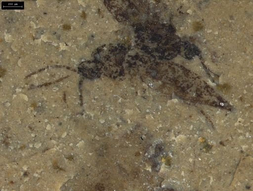Diptera