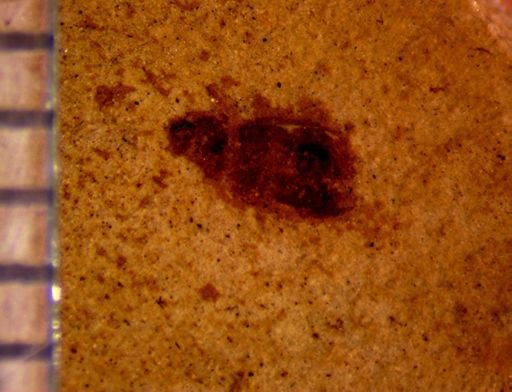 undet. Coleoptera