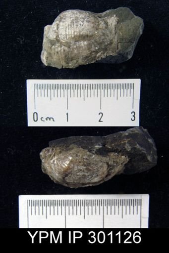 Marginifera?