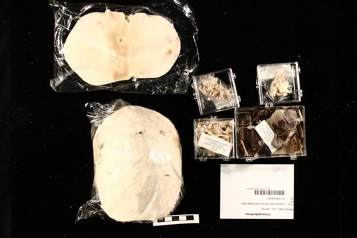 Cuora galbinifrons
