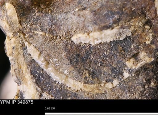 undet. Mollusca