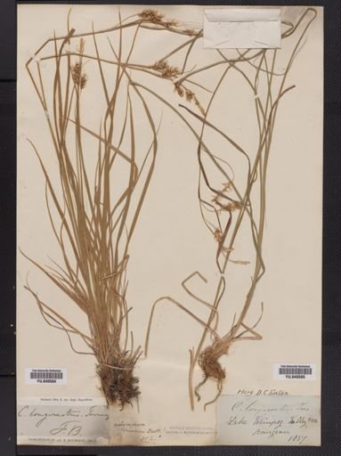 Carex