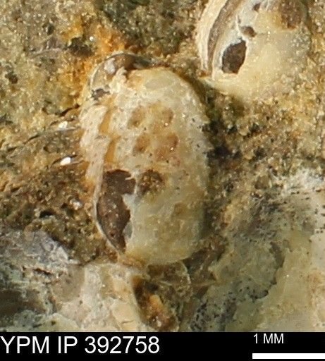 Bivalvia?