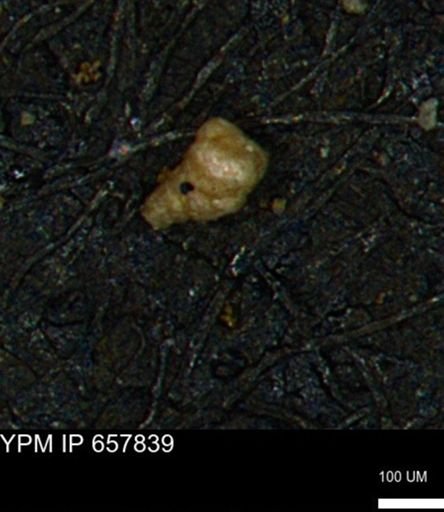 Verneuilinoides kansasensis