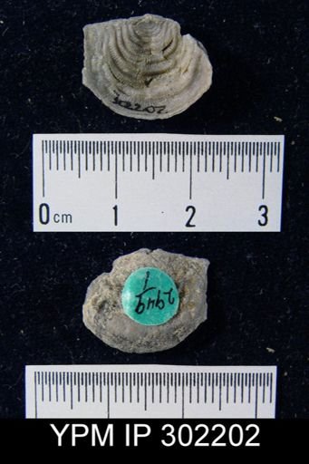 Leptaena sp.