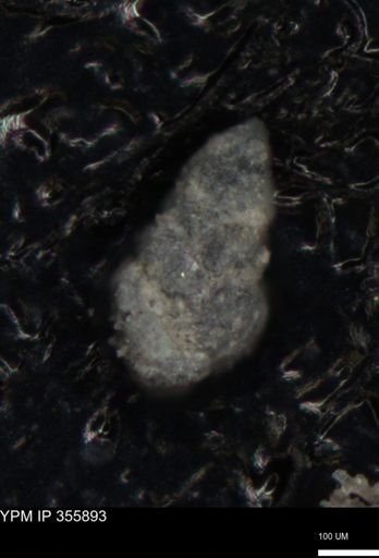 undet. Foraminiferida