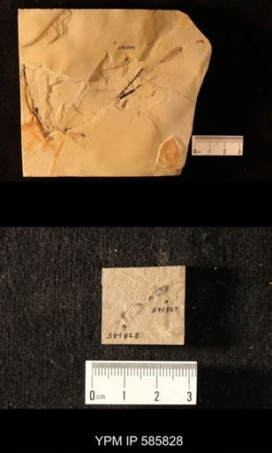 undet. Coleoptera