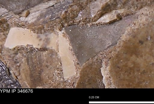 undet. Mollusca