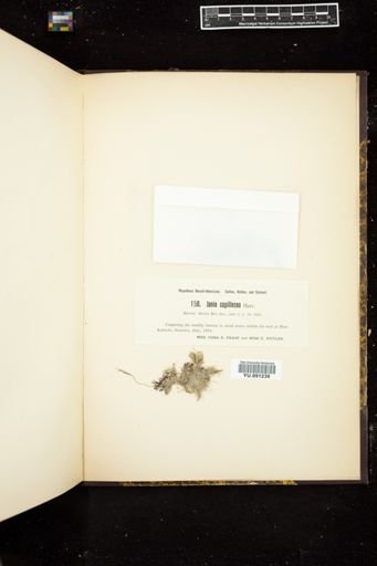Jania capillacea