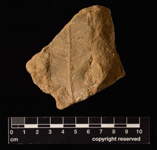 Allantodiopsis erosa