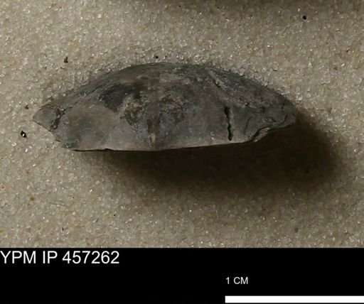 Pholidostrophia iowaensis