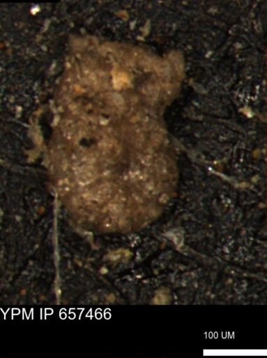 Ammobaculites?