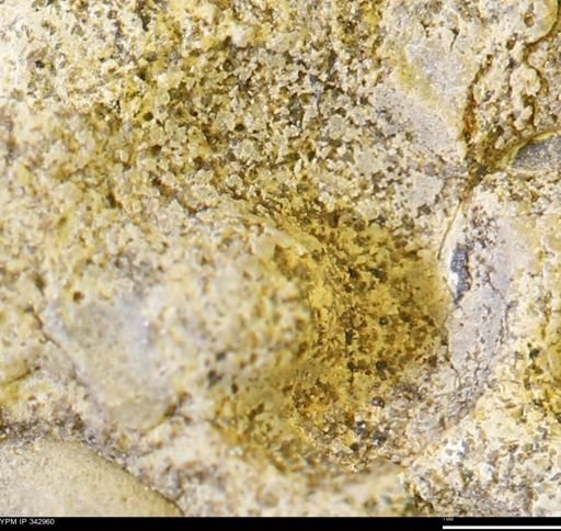 undet. Mollusca