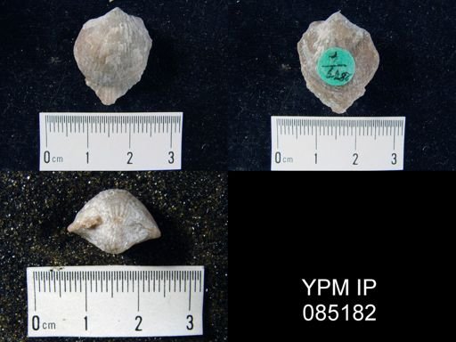 Atrypa reticularis