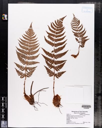 Dryopteris marginalis