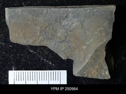 Eurypterus pittsfordensis