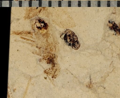 undet. Orthoptera