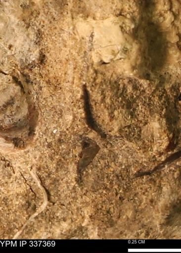 undet. Mollusca