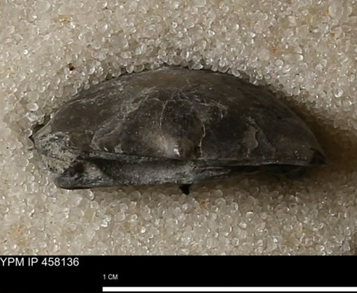 Pholidostrophia iowaensis