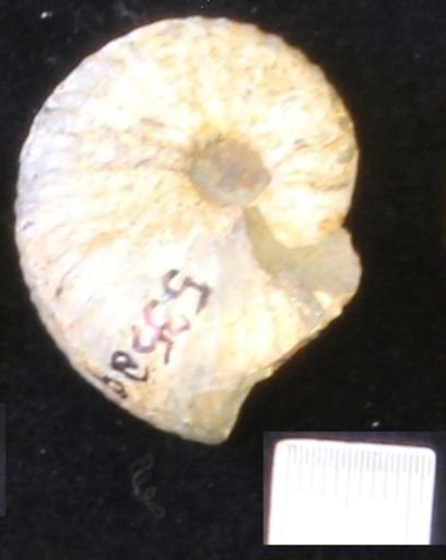 undet. Scaphitidae