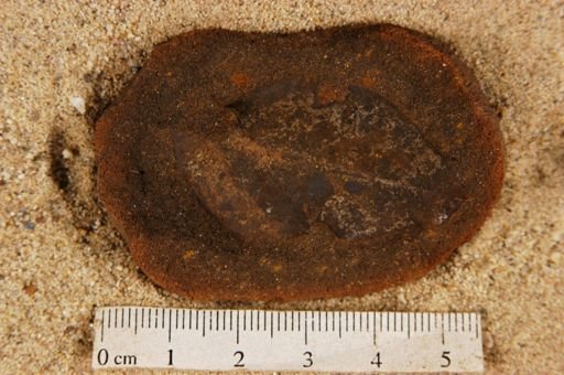 Angiospermopsida