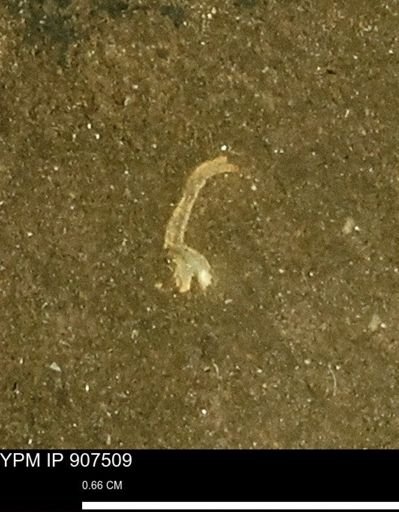 undet. Mollusca