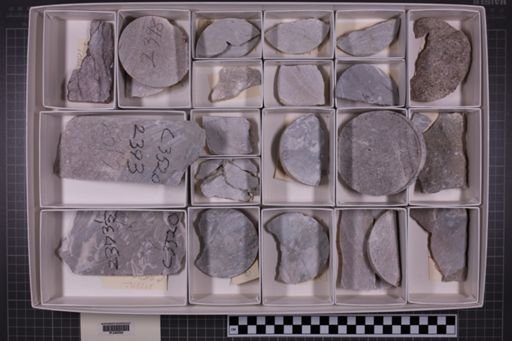 mixed taxa, stratigraphic collection